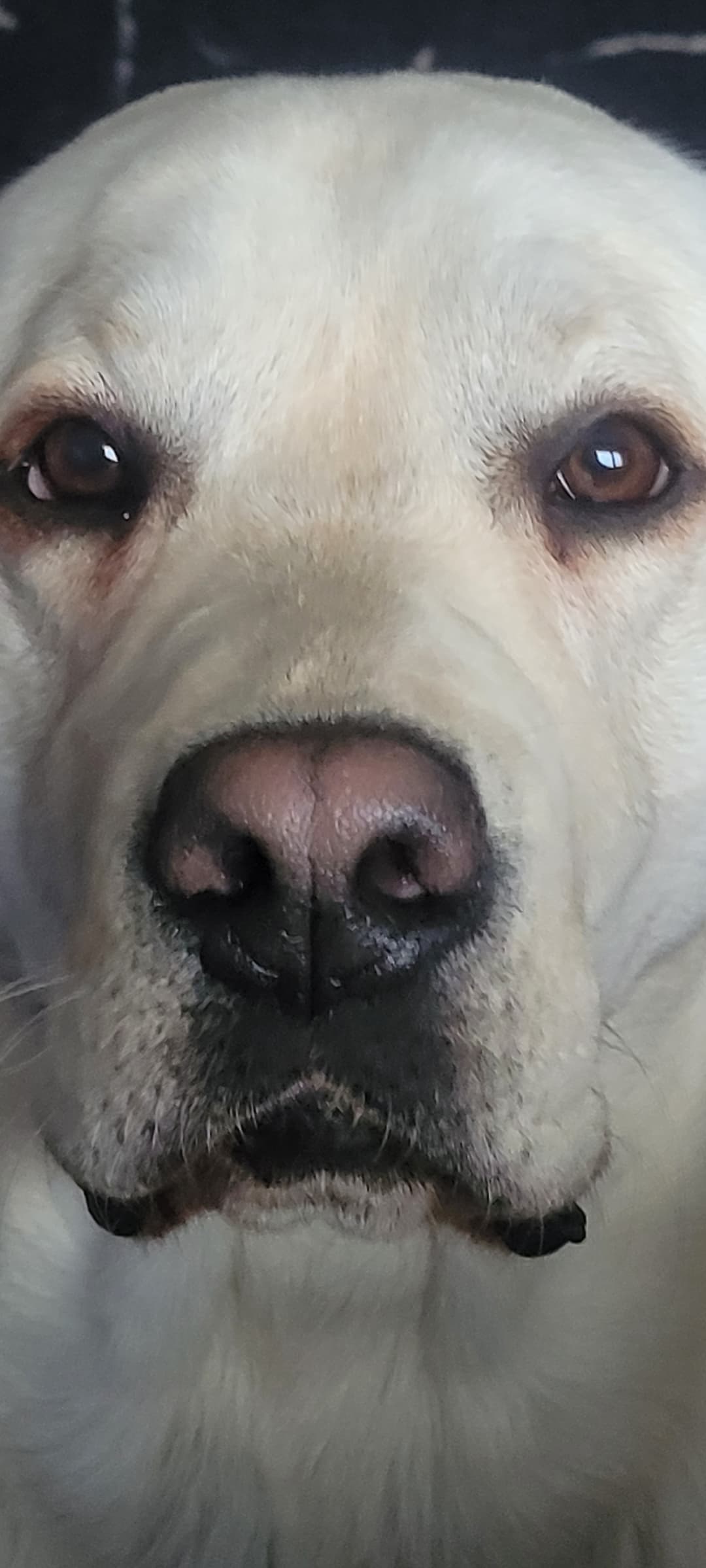 Bruno, the white dog